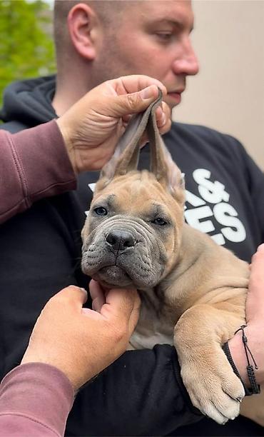 Psi: Dostupni za rezervaciju stenci Cane Corso iz registrovane — 7