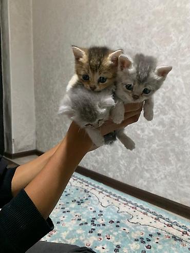 Британская короткошёрстная, 3 месяца, Девочка, Золотая шиншилла, Приучена к лотку, Проглистована at lalafo.kg — 7 Британская короткошёрстная, 3 месяца, Девочка, Золотая шиншилла, Приучена к лотку, Проглистована — 7