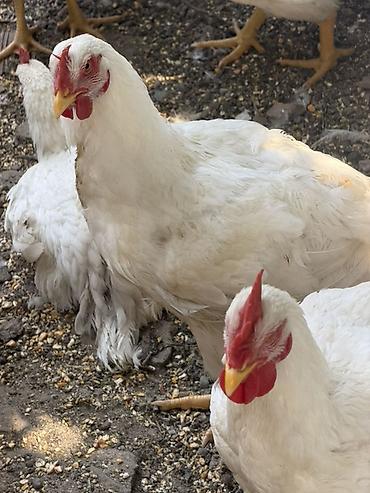 собака щенки: Продаю | Куры | Бройлерная | На забой — 4