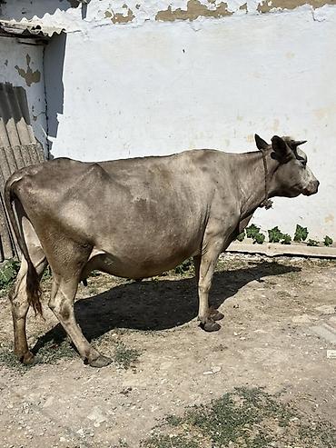 cins inek: 1aydi doğub,balası dişidi,daha etrfli melumat ucun zeng edin — 3