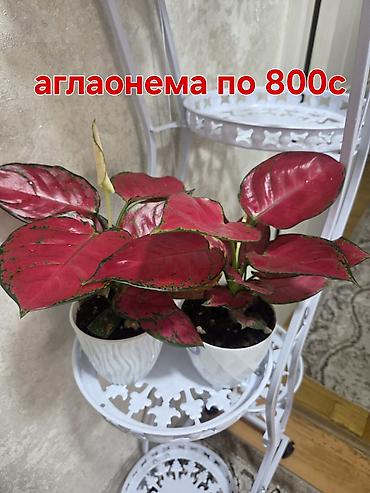 ред: Комнатные растения и композиты в горшках. Отличный подарок для Вас и — 7