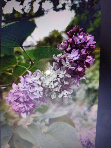 Садовые цветы и кустарники: Саженцы цветка: Платная доставка — 19