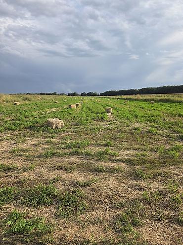 коровы с теленком: 🌾 Сено после семенника 🌾 Продам сено, после обмолота. кастра Без — 8