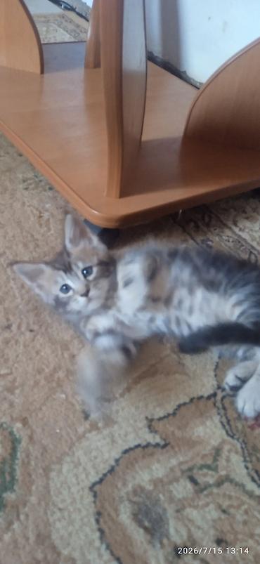 Животные: Гиганты Кошачьего мира❤️ Мейн-Куны❤️❤️❤️Мини питомник не клеточного — 4