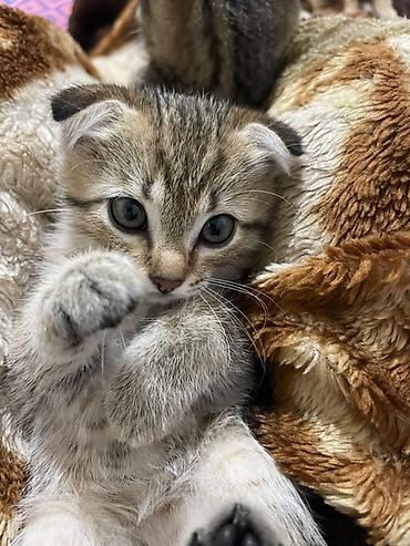 Беспородная, 2 месяца, Девочка, Метис, Приучена к лотку