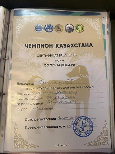 Продажа собак: Бернский зенненхунд, 6 месяцев, Самец, С прививкой — 18