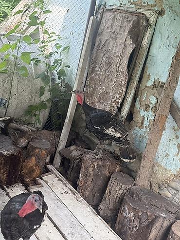 toyuq cüce: Məhsul: Hind quşları (şəkillərdə bir neçə baş) - Rənglər: ağ və tünd — 5
