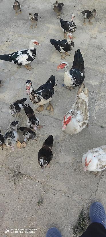 Сельхозптицы: Muscovy Lal ördəklər (indoutka) – yaşlı və bala qarışıq sürü - Cins — 7