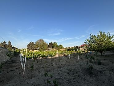 torpaqla: 28 sot, Tikinti, Mülkiyyətçi, Kupça (Çıxarış) — 3