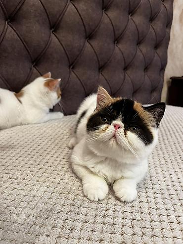 Mačke: Na prodaju egzotični kratkodlaki mačići (Exotic Shorthair) — 12