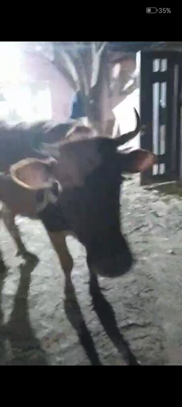 Inəklər, öküzlər: Dişi, il: 2, Ətlik — 2