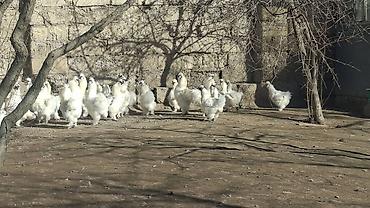 derzi quşu: Ponpon xoruzlar barterede yeri var — 2