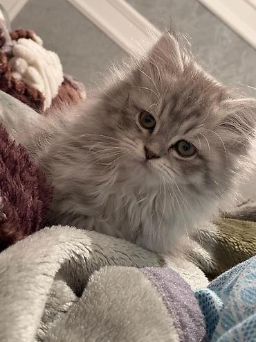 hamster satisi: Şinşilla, Dişi, Yaxşı əllərə, Ünvandan götürmə — 2