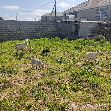 Keçilər, çəpişlər: - Ana bala keçi dort balasi var üçü erkey biri disididi cins heyvandi — 7
