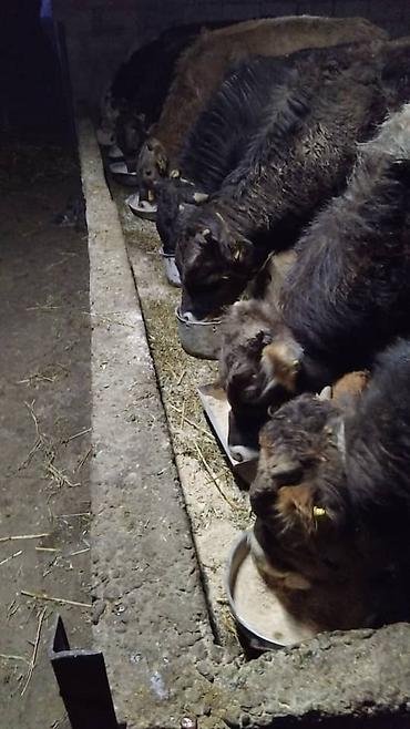 Коровы, быки: Продаю | Бык (самец) | Полукровка | На откорм | Привязанные — 15