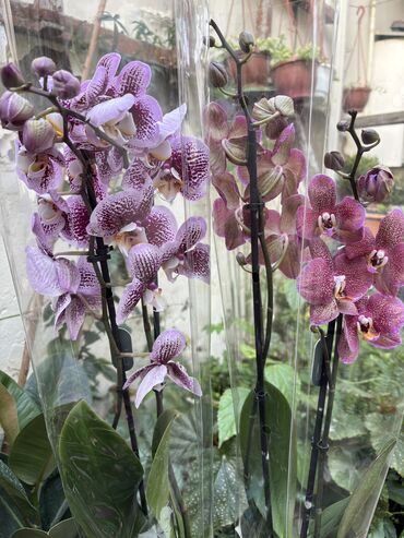 Otaq bitkiləri: Vatsapp mövcuddur!. Çatdırılma metrolara, Şamaxinkaya mövcuddur və -da lalafo.az — 9 Otaq bitkiləri: Vatsapp mövcuddur!. Çatdırılma metrolara, Şamaxinkaya mövcuddur və — 9