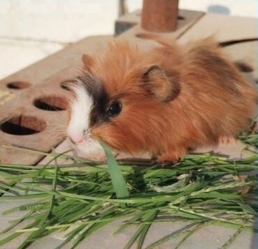 hamster satış: Iki ədəd bala, bir ədəd böyük erkey satılır. balalar