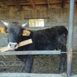 в связи с переездом отдам попугая жако в добрые руки: Сатам | Бука (эркек) | Алатоолук | Бордоп семиртүү үчүн