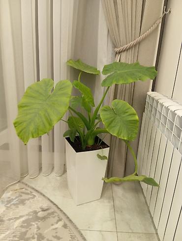 клубни алоказии: Алоказия (Alocasia), крупнолистная декоративно-лиственная. Описание — 1