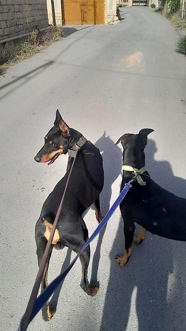 balaca meymun satisi: Doberman — 6