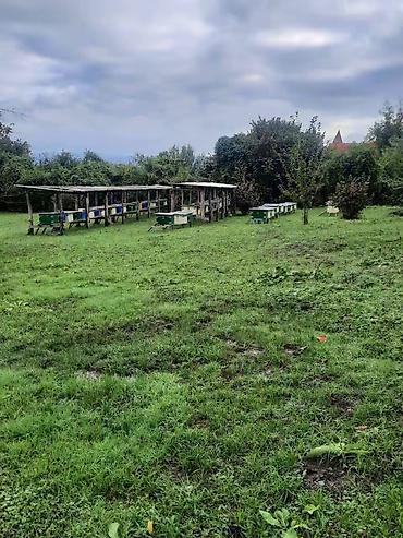 bine qesebesinde evler: 31 sot, Tikinti, Mülkiyyətçi, Kupça (Çıxarış) — 4