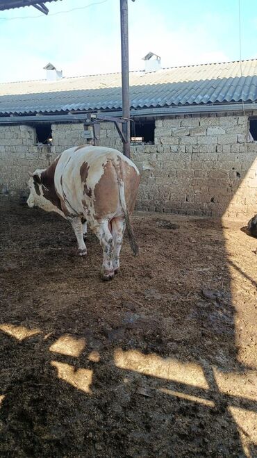 buğa: Simmental buga satilir 14 manatdan kesmek isteyen buyursun 1 ton belke