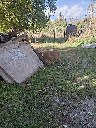Продажа собак: Бельгийская овчарка, 3 месяца, Самец, С прививкой — 4