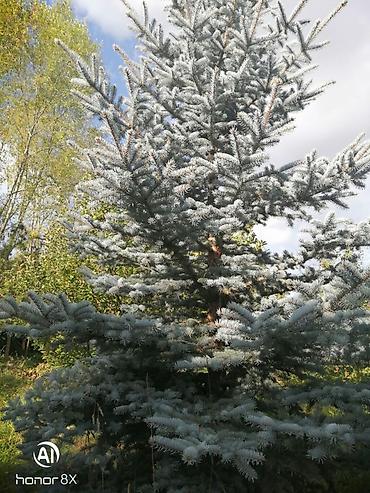 ландшафт: Ель колючая голубая (Picea pungens Glauca) - Декоративное хвойное — 2