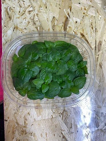 Микрозелень: Микрозелень и молодые травы в кассетах - Ассортимент: микрозелень — 29