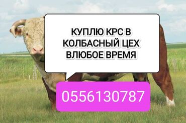 отходы для животных: Сатып алам | Уйлар, букалар, Жылкылар, аттар | Союуга, этке, Союлган, Бардык шартта