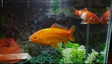 Akvariumlar: Dördbucaq akvarium, Balıqlarla birlikdə, 30 l, Pulsuz çatdırılma — 3