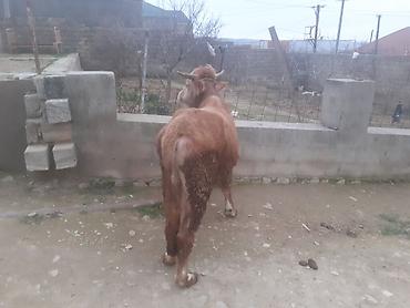 Dana, buzov: Dana, buzov, Dişi, ay: 1, 100 kq, Ətlik, Ünvandan götürmə, Ödənişli çatdırılma — 8