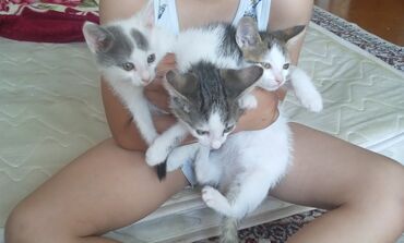 рыжий кот: Кошка даром: Беспородная, 2 месяца, Мальчик, Приучена к лотку