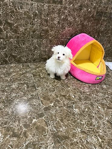 Pişiklər: Şotland, Erkək, Dişi, Yaxşı əllərə, Ödənişli çatdırılma, Ünvandan götürmə, Rayonlara çatdırılma — 10