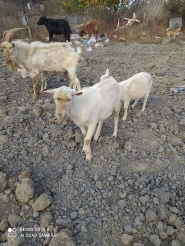 Keçi, çəpiş: Saanen tekesi — 3