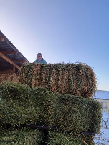 продам кукурузу в качанах: Таза беде сатылат 2 чабык, адрес Новопавловка Заря уйдо навесте