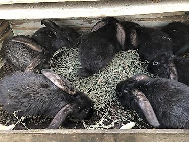 кролики крольчата: Продаю | Кролик самец, Крольчата, Крольчиха (самка) — 9