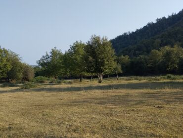 Torpaq sahələrinin satışı: Oguz Rayon Xalxal kendinde 49 sot torpaq satilir bagda qoz zogal -da lalafo.az — 4 Torpaq sahələrinin satışı: Oguz Rayon Xalxal kendinde 49 sot torpaq satilir bagda qoz zogal — 4