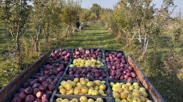 стол с регулировкой высоты бишкек: Алмалар