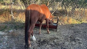 кой сой: Продаю | Жеребец | Рабочий | Племенные — 2