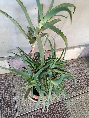алоэ вера купить: 🪷Aloe vera (sukkulent) – iri və məhsuldar ana koldan çoxlu pöhrə verən — 2