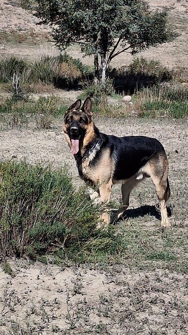 Продажа собак: ❗️❗️❗️❗️ВЯЗКА ❗️❗️❗️Восточно европейская овчарка .Сильный мощный — 7