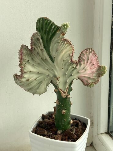 Otaq bitkiləri: Kaktus növləri hər qiymətə. Barter olar quş növləriylə. Tutuquşu Toyuq — 2