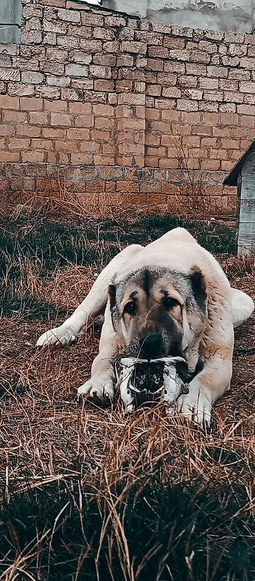 İtlər: Kanqal, 2 il — 9