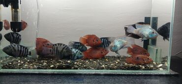 Akvarium aksessuar və ləvazimatları: Cixlid balığı, Yırtıcı, Ödənişli çatdırılma