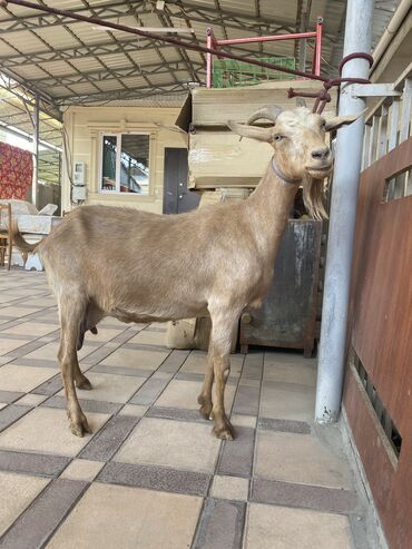 продаю музоо торпок корова самка бык самец айрширская ангус алатауская на забой для разведения на откорм племенные нетель привязанные: Сатам | Эчки (ургаачы), Улак, Теке (эркек) | Битал, Заанен, Нубий | Сүт алуу үчүн, Көбөйтүү үчүн | Жасалма жол менен боозутуу, Асыл тукумдуу