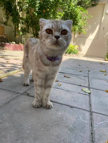 scottish fold satilir: Шотландская, Самец