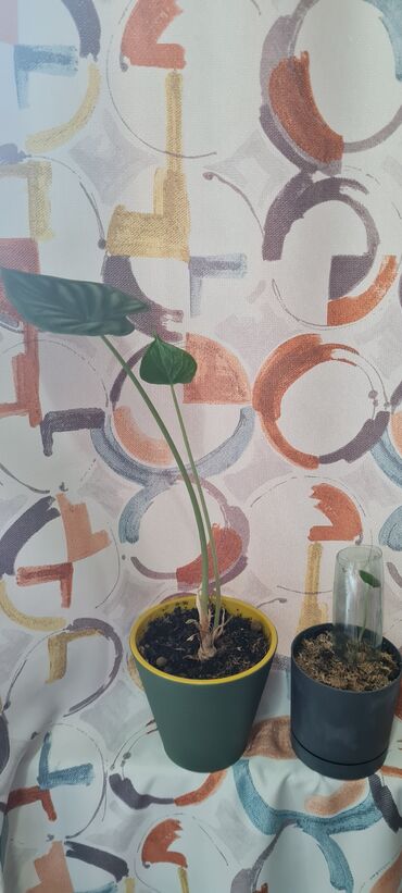 Другие комнатные растения: Алоказия Дракон Скейл, большая 600, маленькая 300
