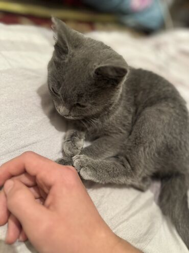 сколько стоит британская короткошёрстная кошка: Британский короткошёрстный котёнок, окрас сплошной голубой (серый)