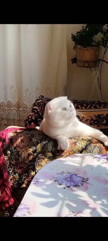 Pişiklər: Şotland, Erkək, Cütləşmə üçün, Ödənişli çatdırılma -da lalafo.az — 2 Pişiklər: Şotland, Erkək, Cütləşmə üçün, Ödənişli çatdırılma — 2